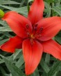 Lilium Red County